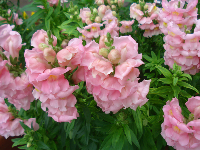 09.04 DSC00735 Flowe#C52B7B