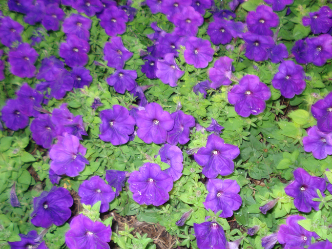 09.04 DSC00796 Flowe#C52B5C