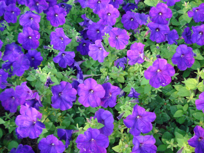 09.04 DSC00797 Flowe#C52B5D