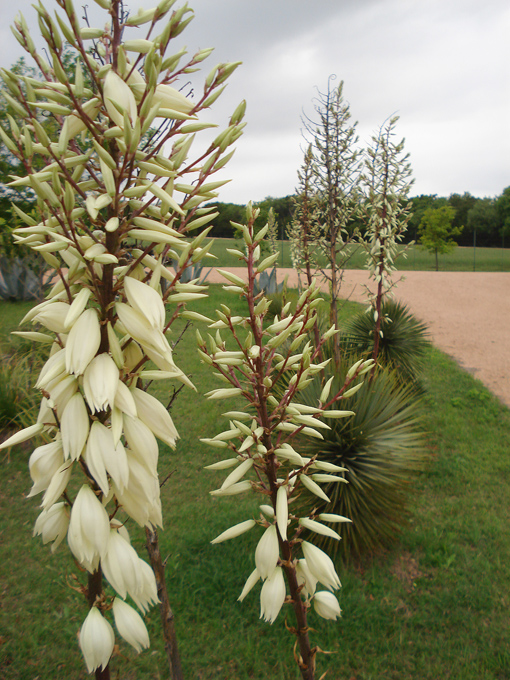 09.04 DSC00905 Mom Joyce