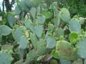 09.04 DSC00793 Cactus