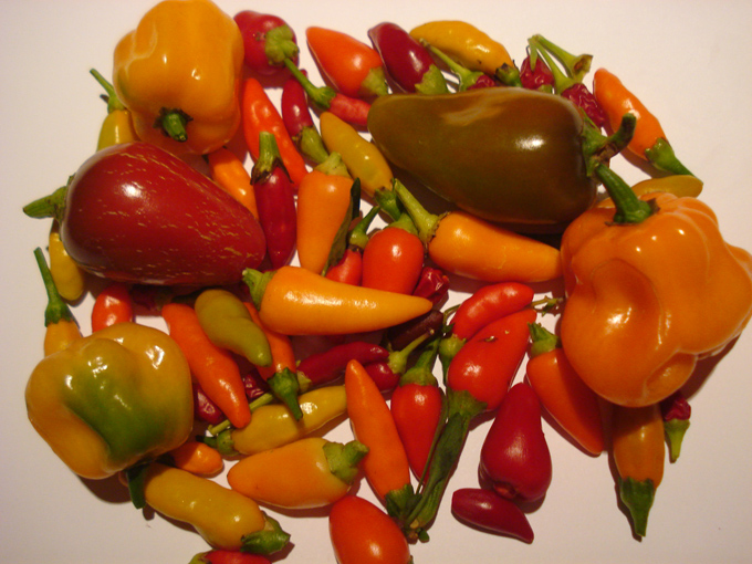 09.10 DSC01507 peppe#C531EB