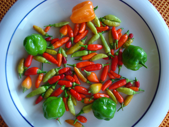 09.11 DSC01708 picke#C531EE