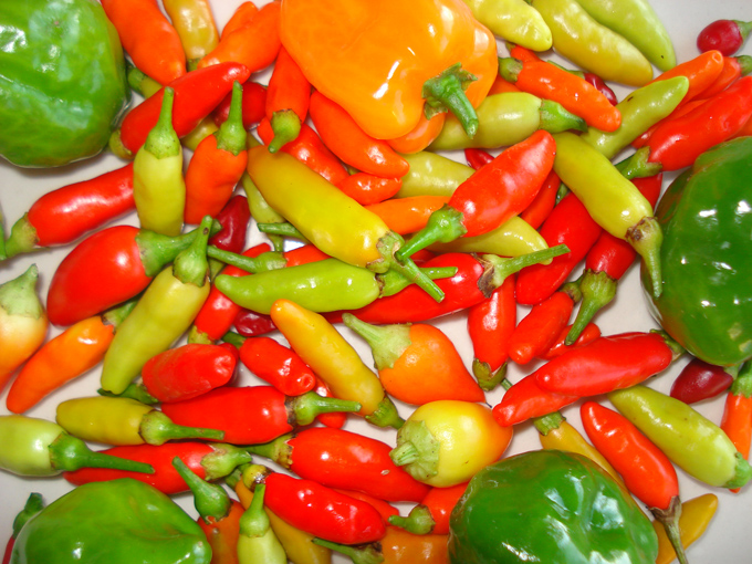 09.11 DSC01711 picke#C531EF