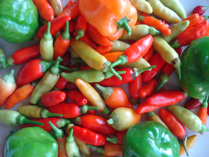 09.11 DSC01713 picke#C531F0