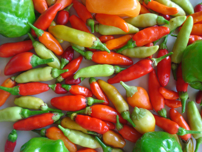 09.11 DSC01714 picke#C531F1