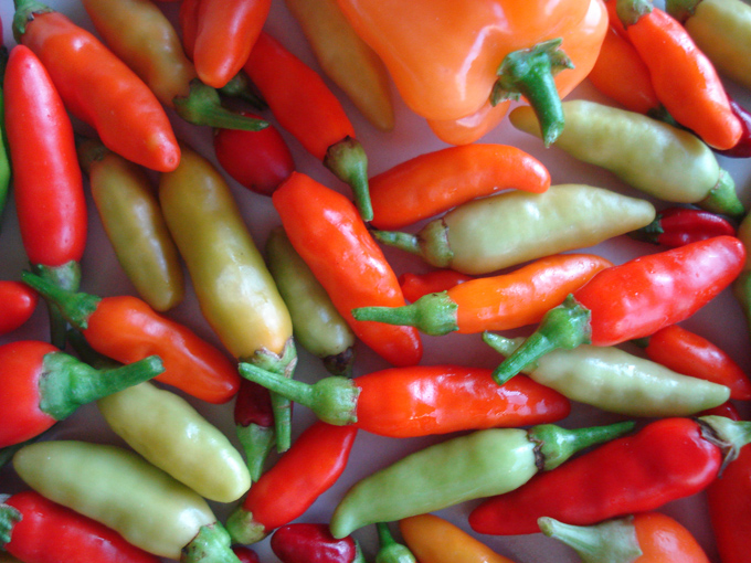 09.11 DSC01718 picke#C531F2