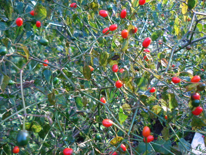 09.12 DSC01808 chili#C531E5