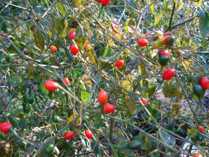 09.12 DSC01809 chili#C531E6