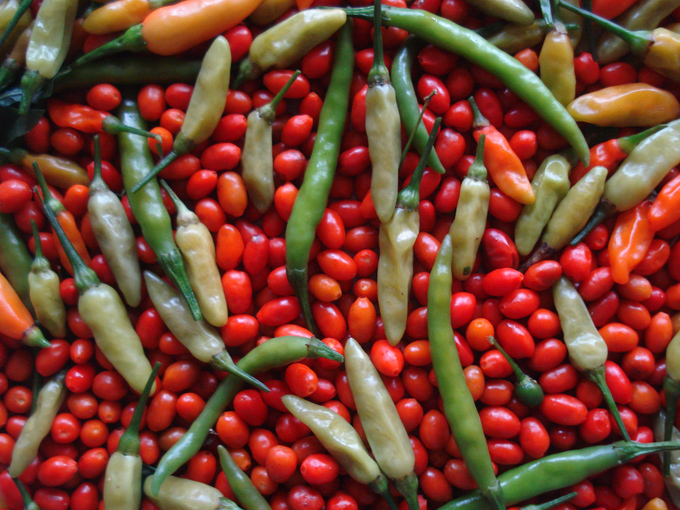 09.12 DSC01828 picke#C531F7