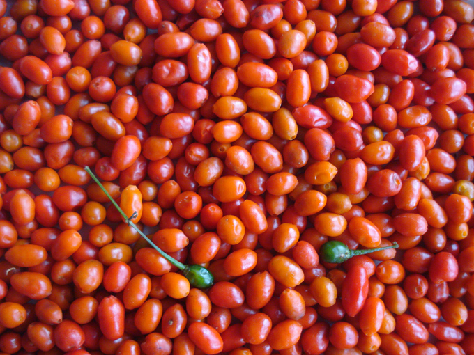 09.12 DSC01856 picke#C531FE