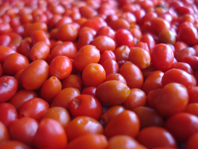 09.12 DSC01875 picke#C53206