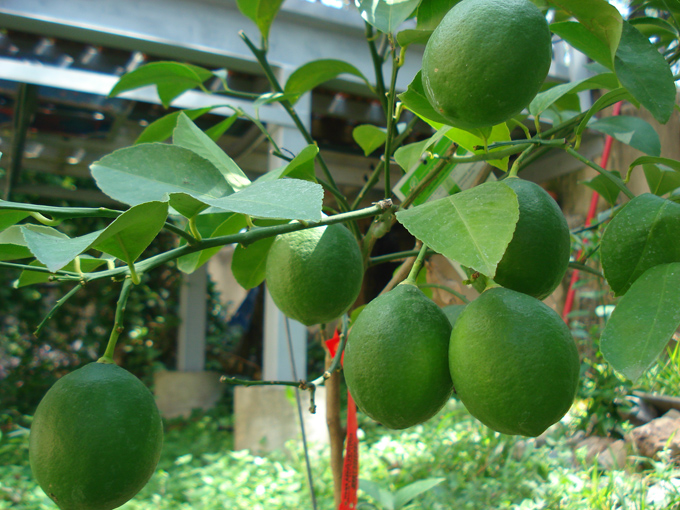 10.09 Citrus 1 9.11 #C8E687