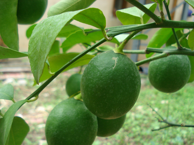 10.09 Citrus 1 9.11 #C8E68A