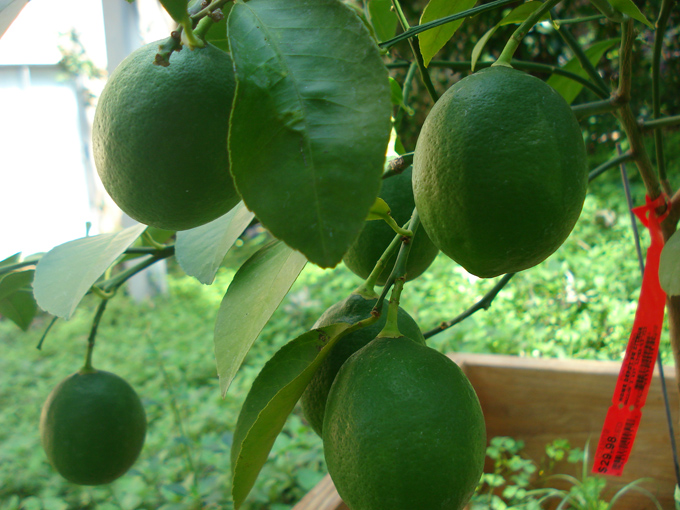 10.09 Citrus 1 9.11 #C8E68B