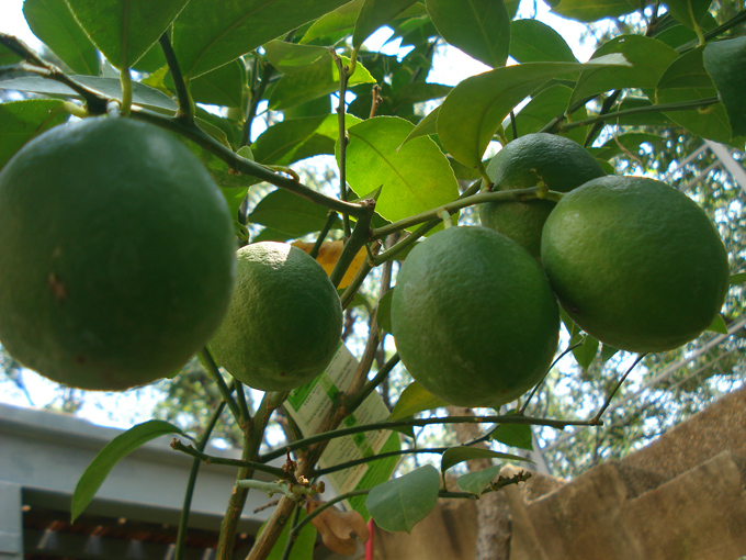 10.09 Citrus 1 9.11 #C8E69B