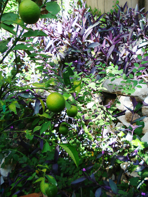 10.10 Citrus 2b 10.1#C8E668