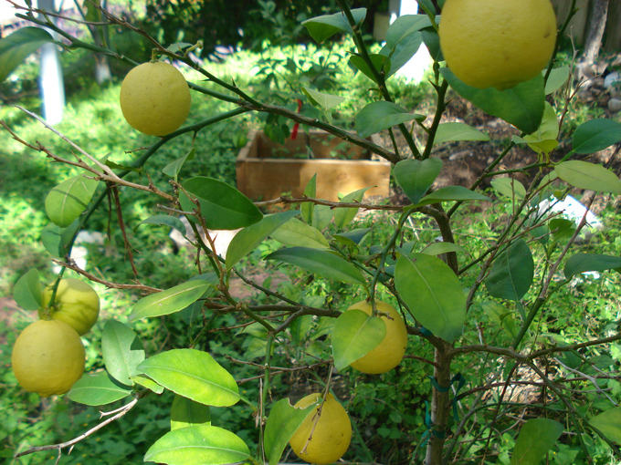 10.10 Citrus 2b 10.1#C8E685