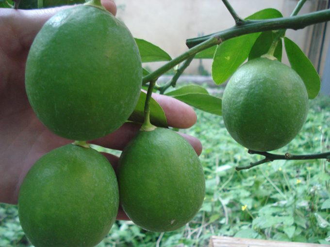 10.10 Citrus 2b 10.1#C8E68F