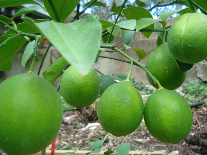 10.10 Citrus 2b 10.1#C8E6A3