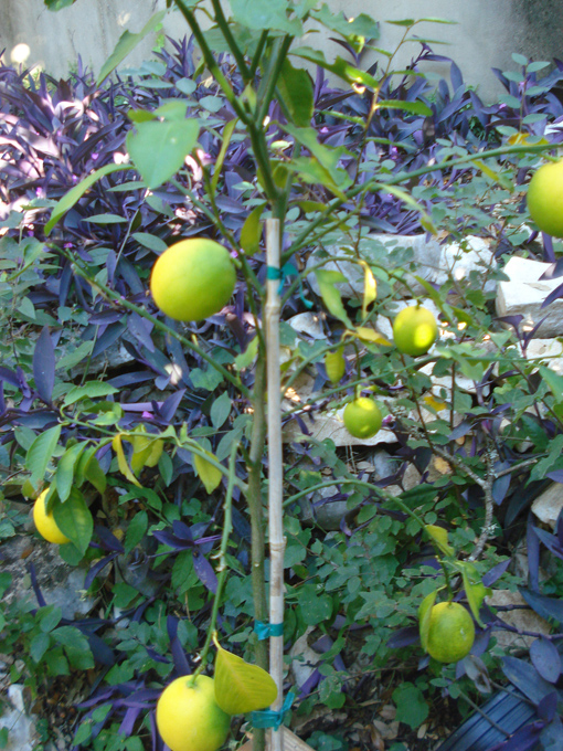 10.10 Citrus 2c 10.2#C8E661