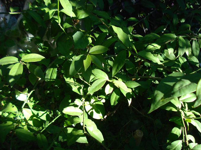 10.10 Citrus 2c 10.2#C8E674