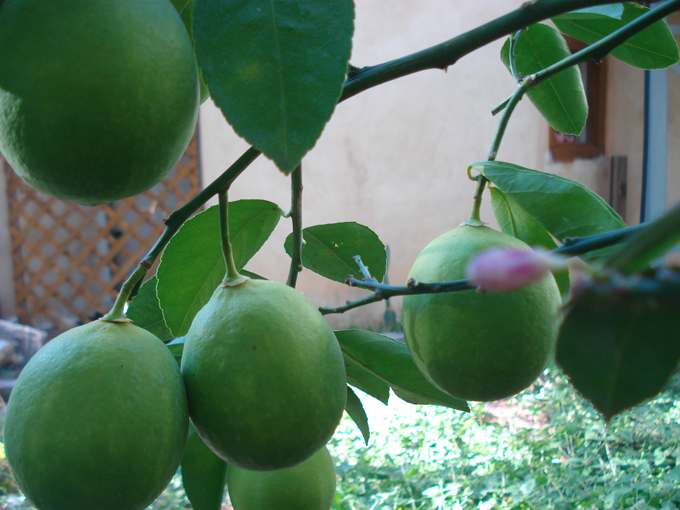 10.10 Citrus 2c 10.2#C8E675