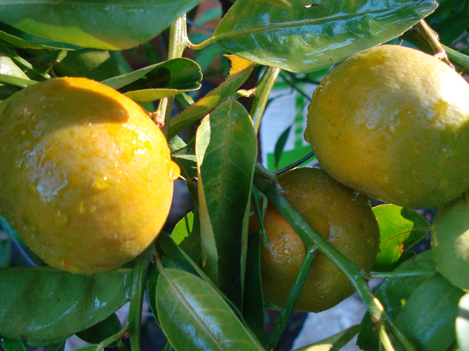 10.10 Citrus 2c 10.2#C8E68C