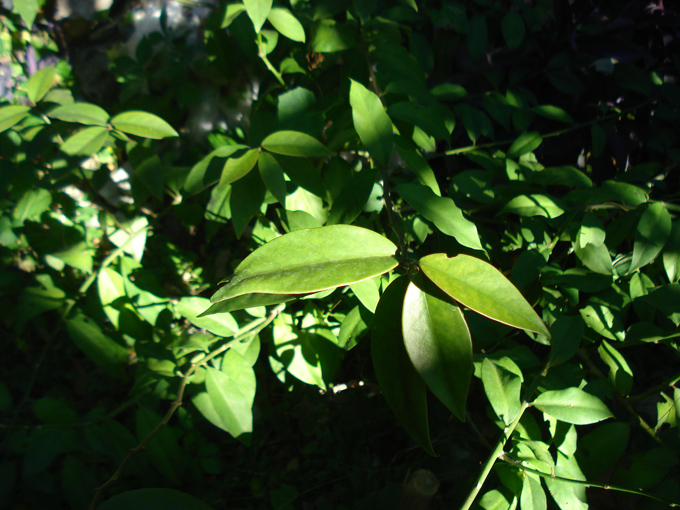 10.10 Citrus 2c 10.2#C8E697