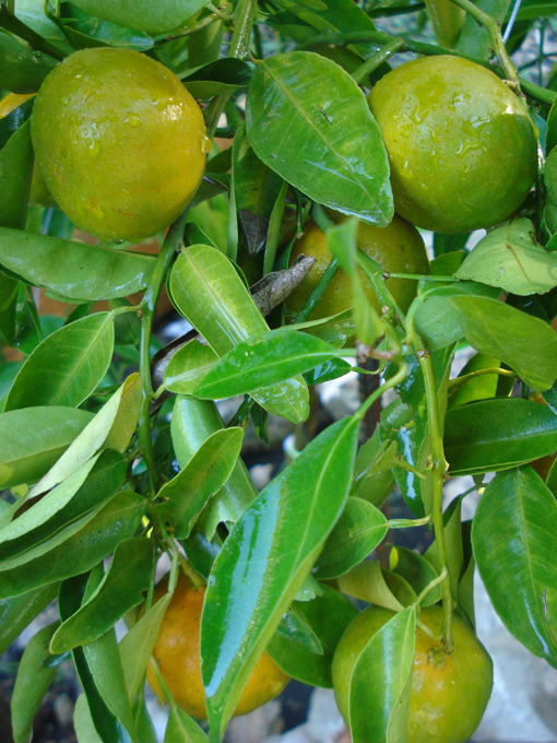 10.10 Citrus 2c 10.2#C8E69C