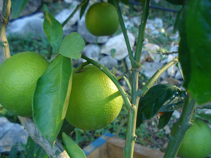 10.10 Citrus 2c 10.2#C8E69E