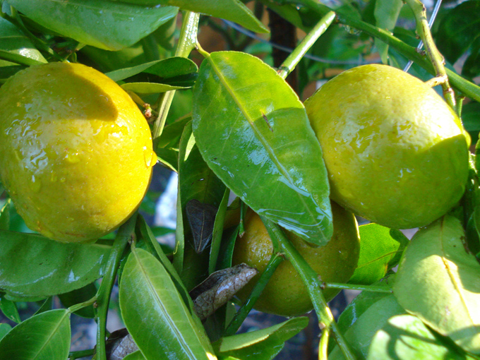 10.10 Citrus 2c 10.2#C8E6A2