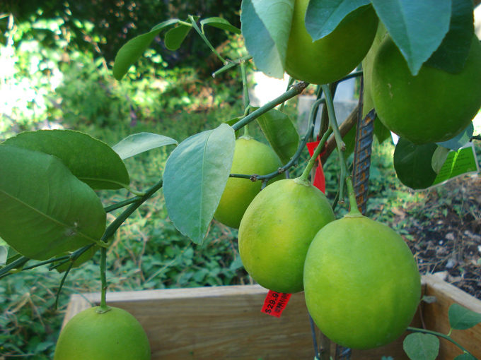 10.10 Citrus 2c 10.2#C8E6AD