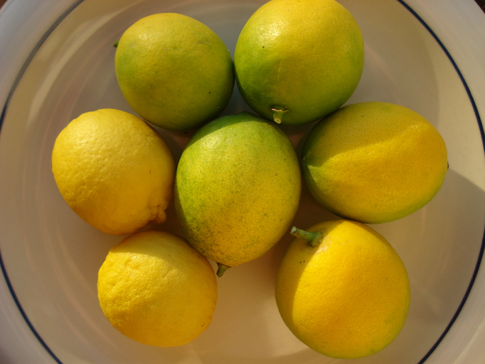 10.10 Citrus 2c 10.2#C8E6B7