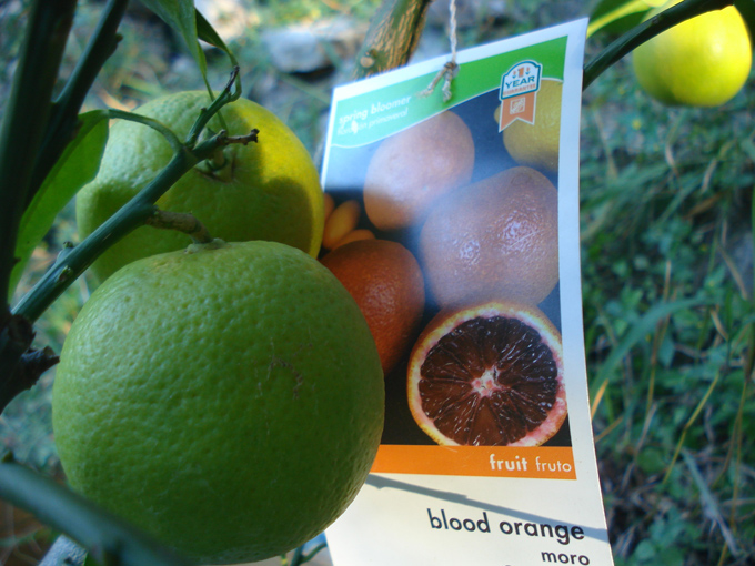 10.11 Citrus 3 11.6 #C8E671