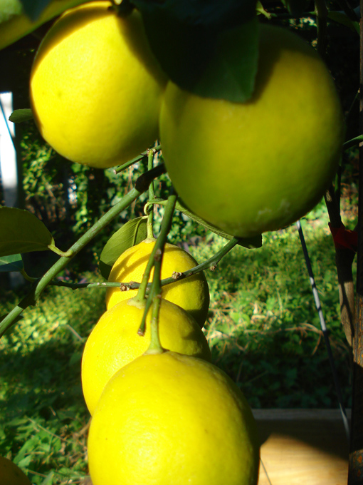 10.11 Citrus 3 11.6 #C8E688