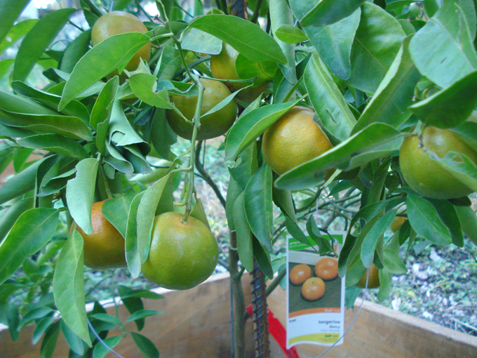 10.11 Citrus 3 11.6 #C8E689