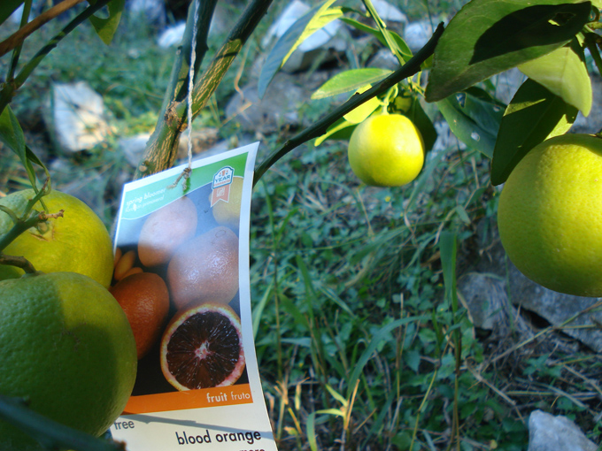 10.11 Citrus 3 11.6 #C8E69D