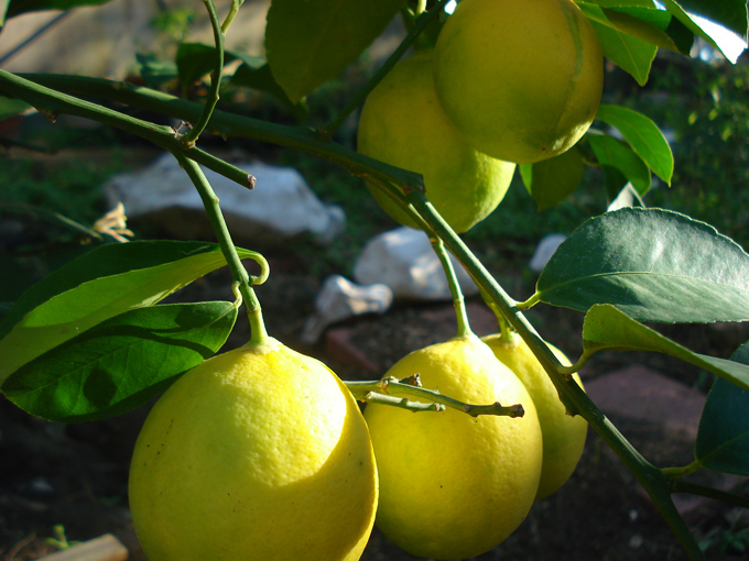 10.11 Citrus 3 11.6 #C8E6A9