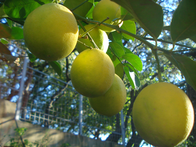 10.11 Citrus 3 11.6 #C8E6B1