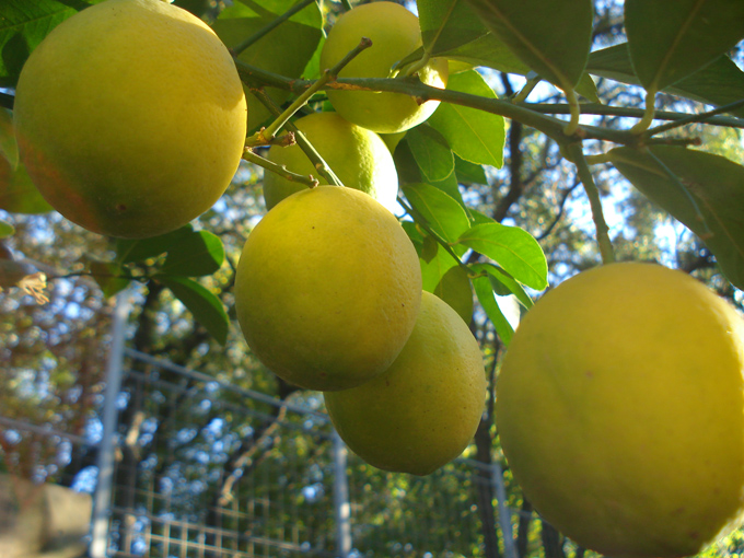 10.11 Citrus 3 11.6 #C8E6B2