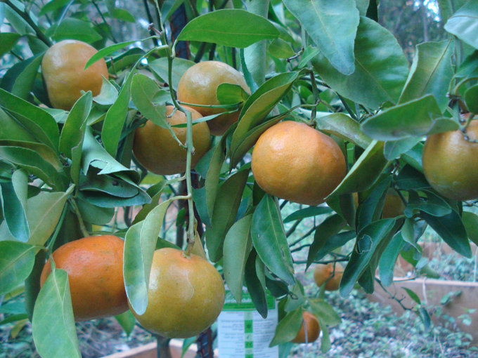 10.11 Citrus 4 11.10#C8E67C