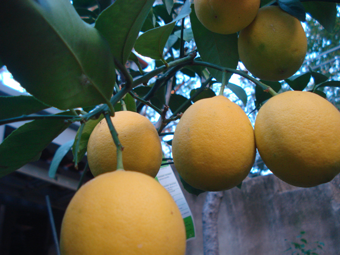 10.11 Citrus 4 11.10#C8E67E