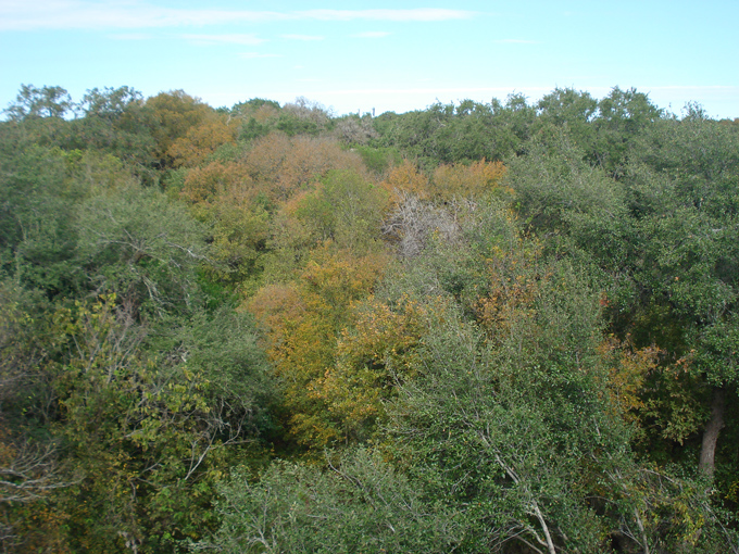 10.11 Citrus 5 11.10#C8E6A0