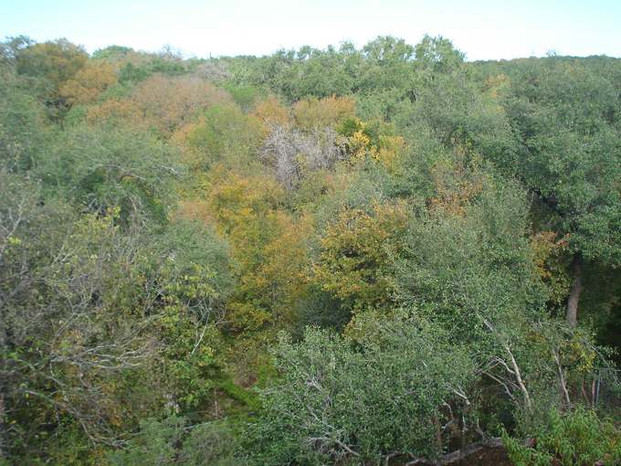 10.11 Citrus 5 11.10#C8E6A4