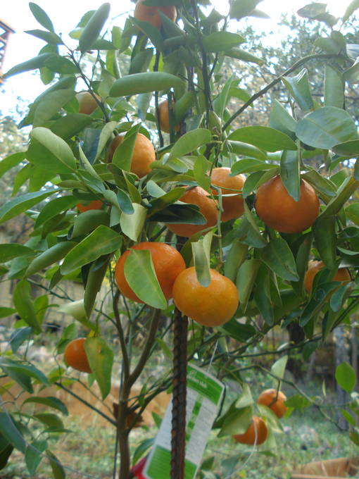 10.11 Citrus 6 11.21#C8E66A