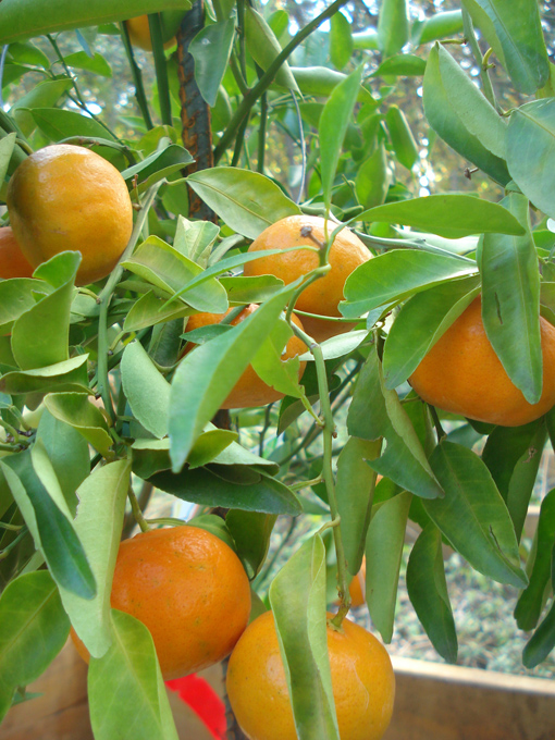 10.11 Citrus 6 11.21#C8E66B