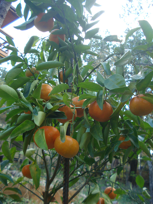 10.11 Citrus 6 11.21#C8E66C