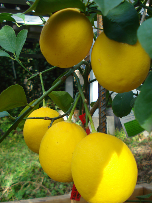 10.11 Citrus 6 11.21#C8E66E