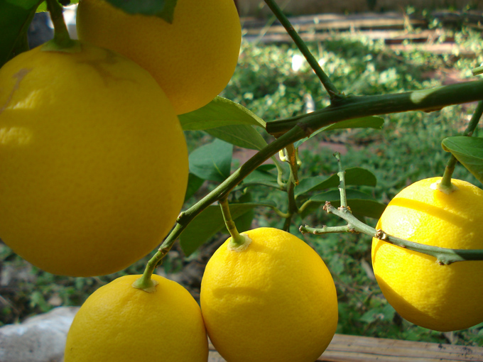 10.11 Citrus 6 11.21#C8E672